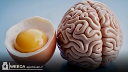تخم مرغ، کلید پروتئین کامل برای تقویت مغز و عضلات